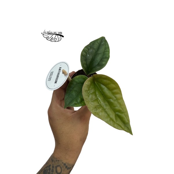 Anthurium radicans x luxurians