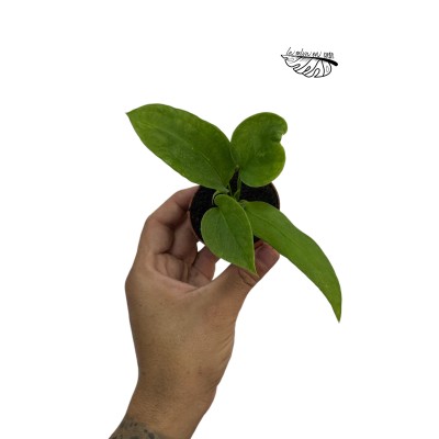 Anthurium vittariifolium