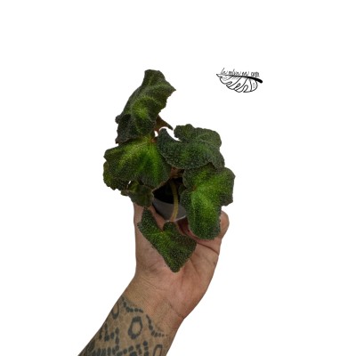 Begonia solimutata