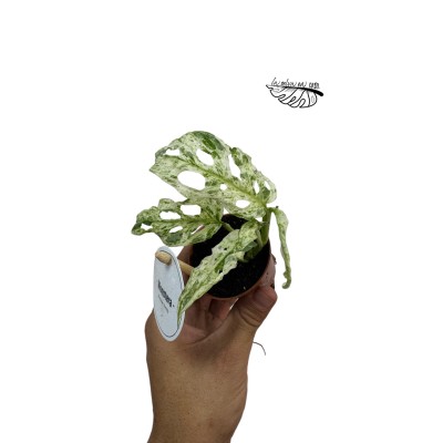 Monstera "Frozen Freckles" MINI