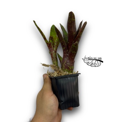 Neoregelia Betty Head RED