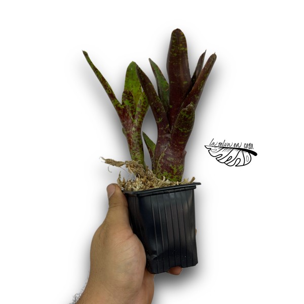 Neoregelia Betty Head RED