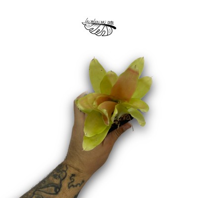 Neoregelia nuance