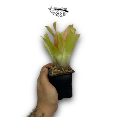 Neoregelia nuance 2