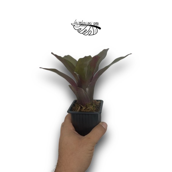 Neoregelia Fuego