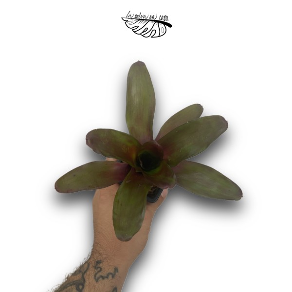 Neoregelia Fuego