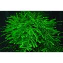 TARRINA L Spiky moss (Taxiphyllum sp Spiky ) 2