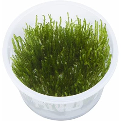 TARRINA L Spiky moss (Taxiphyllum sp Spiky )