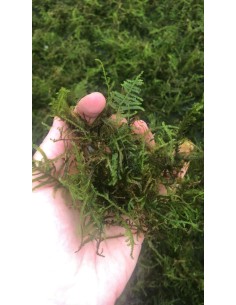 TARRINA XL Spiky moss (Taxiphyllum sp Spiky ) 2