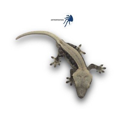 Correlophus ciliatus 2