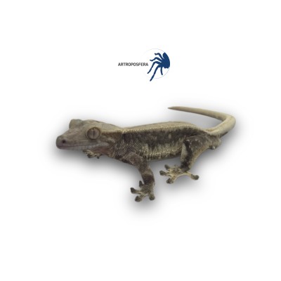 Correlophus ciliatus