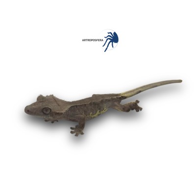 Correlophus ciliatus 2