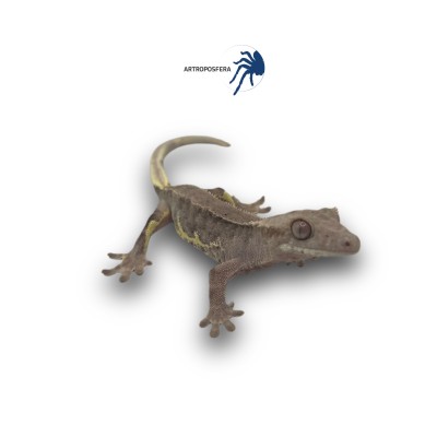 Correlophus ciliatus