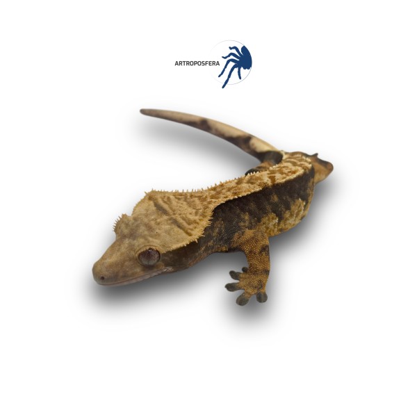 Correlophus ciliatus