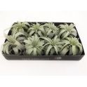 Tillandsia Xerographica 2