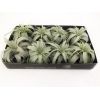 Tillandsia Xerographica