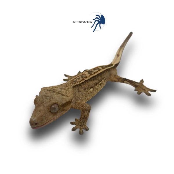 Correlophus ciliatus