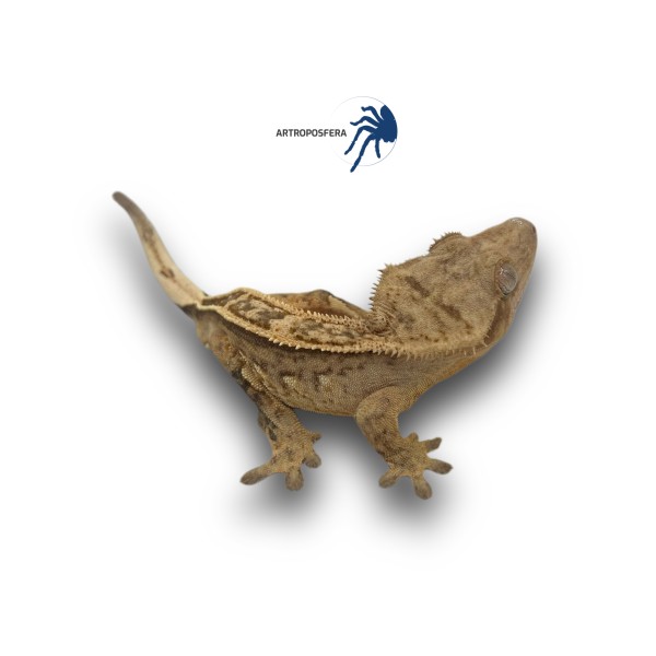 Correlophus ciliatus