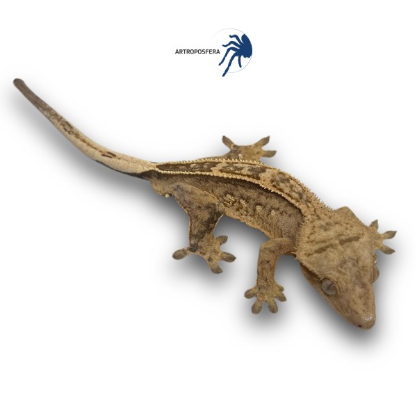 Correlophus ciliatus