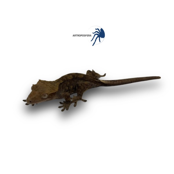 Correlophus ciliatus