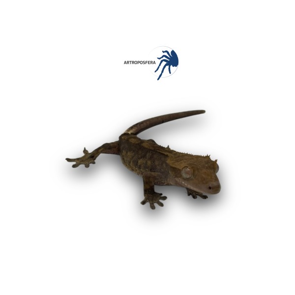 Correlophus ciliatus