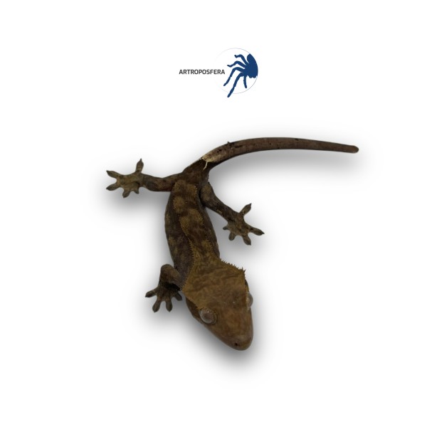 Correlophus ciliatus