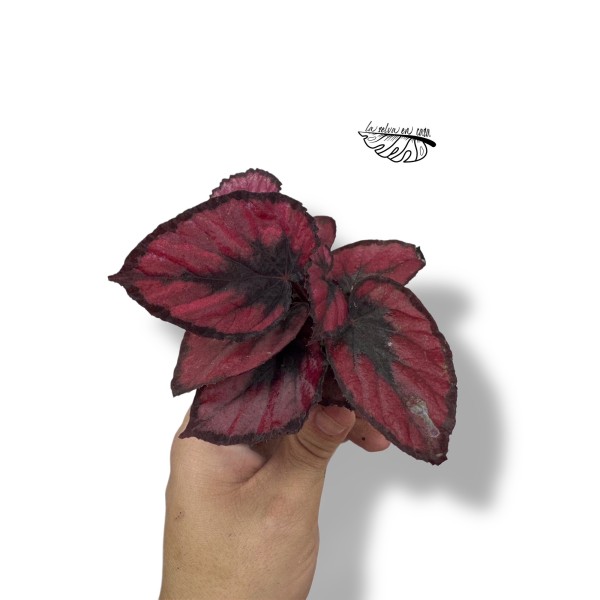 Begonia REX Red Kiss MINI