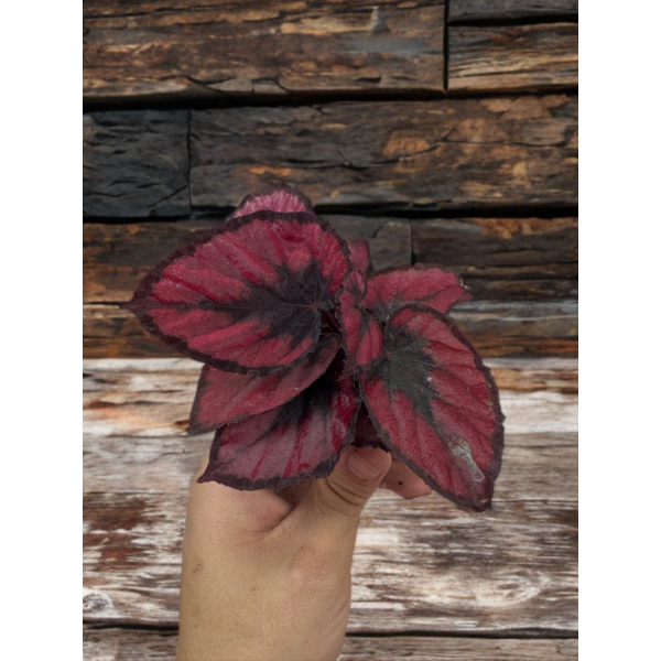 Begonia REX Red Kiss MINI