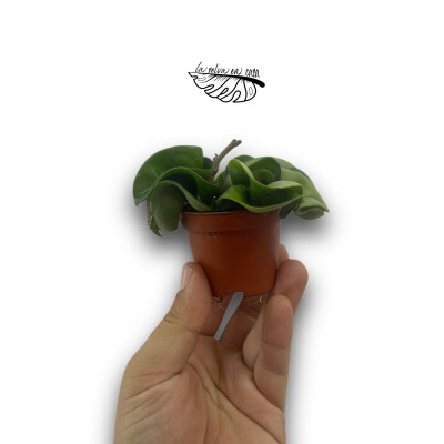 Hoya carnosa Compacta MINI