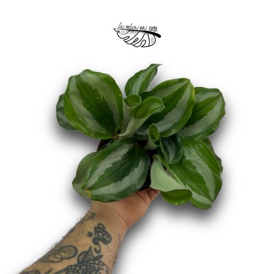 Scaphochlamys Scintillans MEDIUM