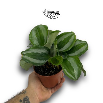 Scaphochlamys Scintillans MEDIUM 2