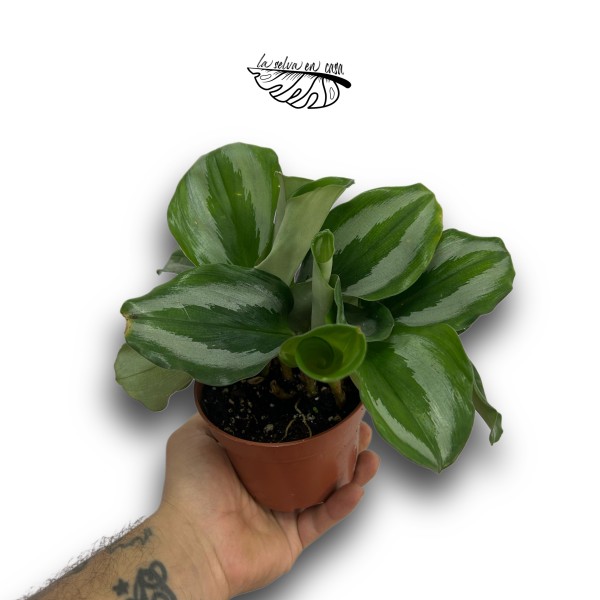 Scaphochlamys Scintillans MEDIUM