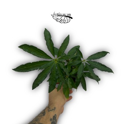 Anthurium polyschistum MEDIUM