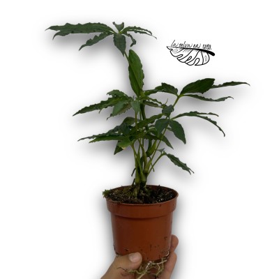 Anthurium polyschistum MEDIUM 2