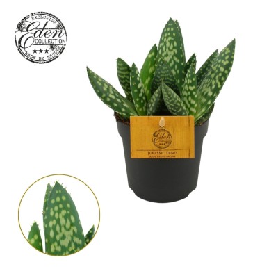 Aloe paradisicum MEDIUM 2
