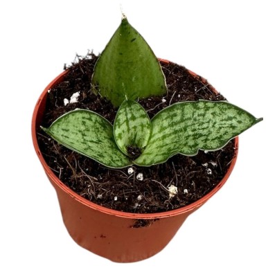 Sansevieria Cinta 2