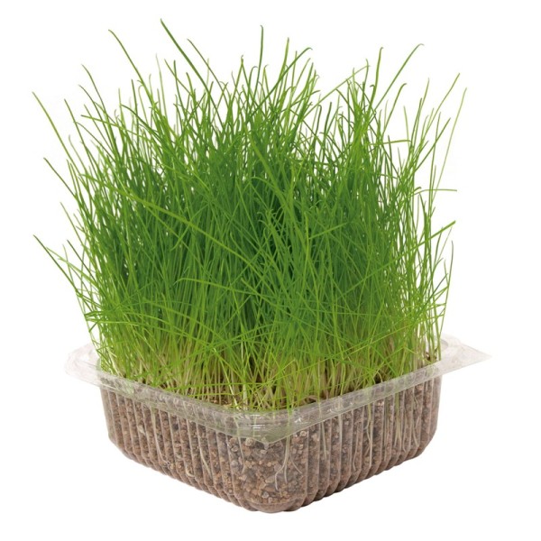 HIERBA NATURAL PARA GATOS