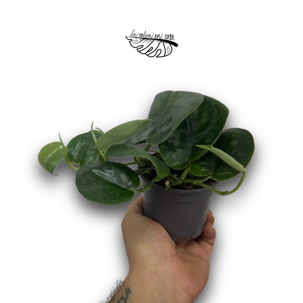 Scindapsus Silver Platinum MEDIUM