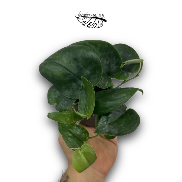Scindapsus Silver Platinum MEDIUM