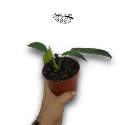 Philodendron Patriciae 2