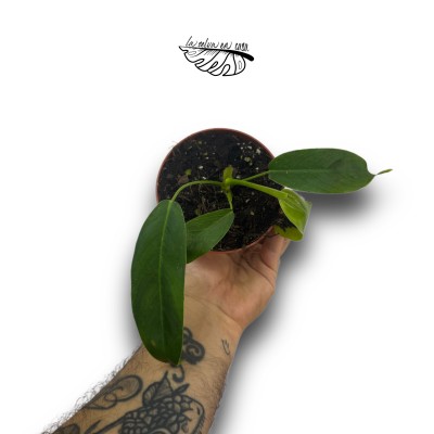Philodendron Patriciae