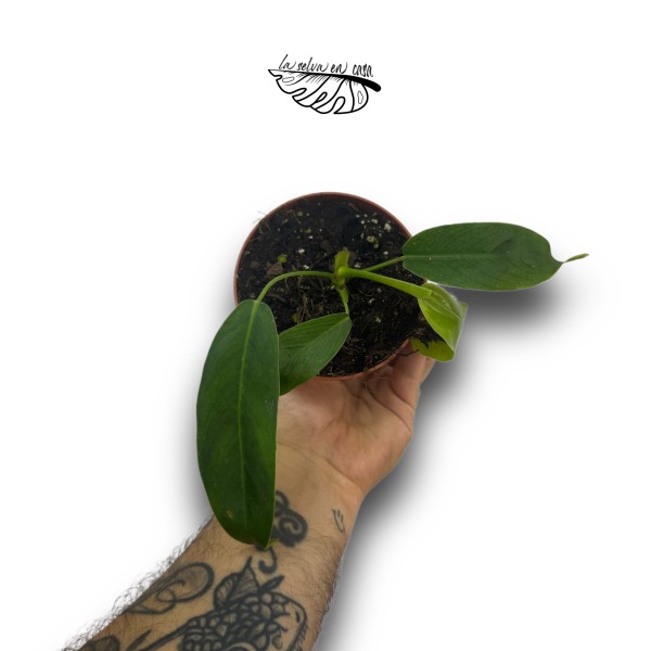 Philodendron Patriciae