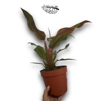 Philodendron Orange Marmelade LARGE
