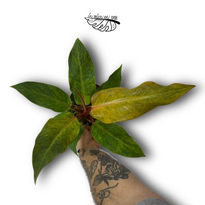 Philodendron Orange Marmelade LARGE 2
