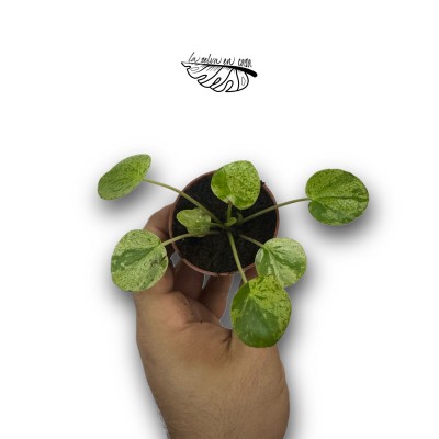 Pilea peperomoides "Mojito"