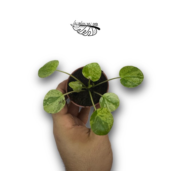 Pilea peperomoides "Mojito"