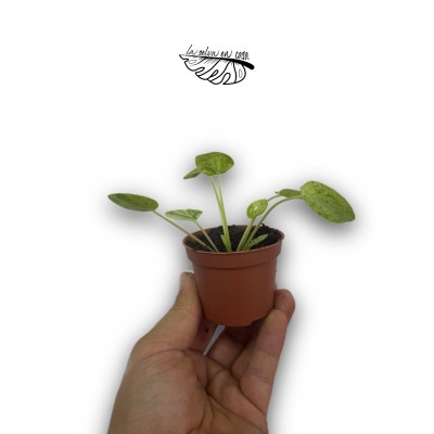 Pilea peperomoides "Mojito" 2