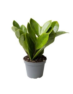 Zamioculcas zamiifolia 2