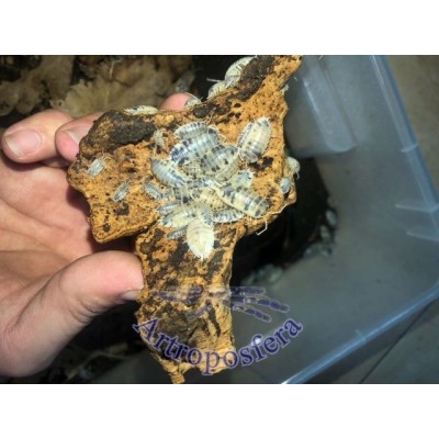 MIX ISOPODOS Porcellionides pruinosus & Porcellio laevis