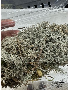 Dicranum scoparium, Bolas de musgo 2